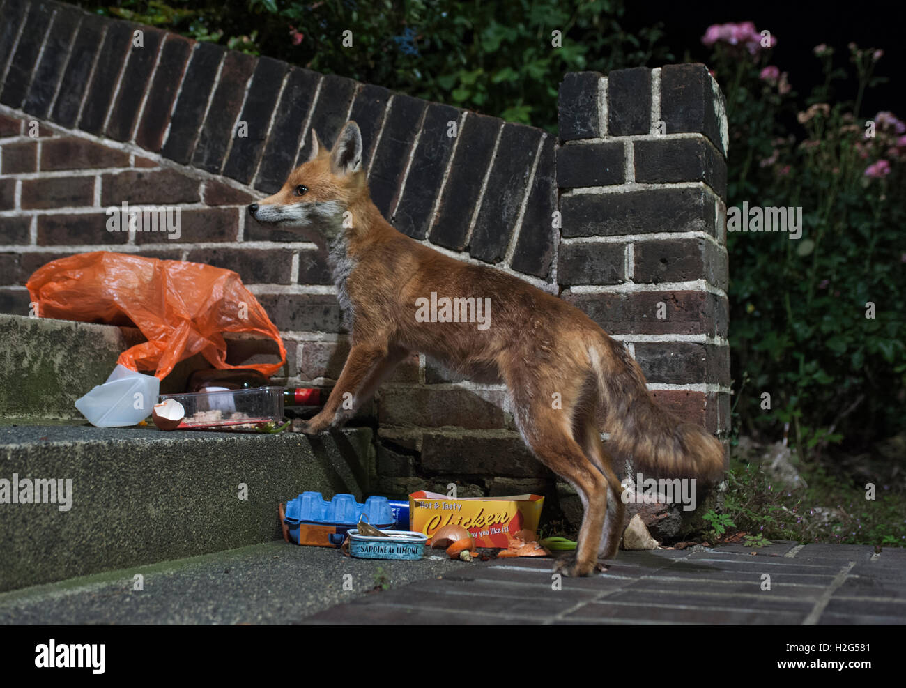 urban Red Fox, Vulpes vulpes, searches rubbish bags to scavenge for food scraps at night, London, Great Britain, UK Stock Photo