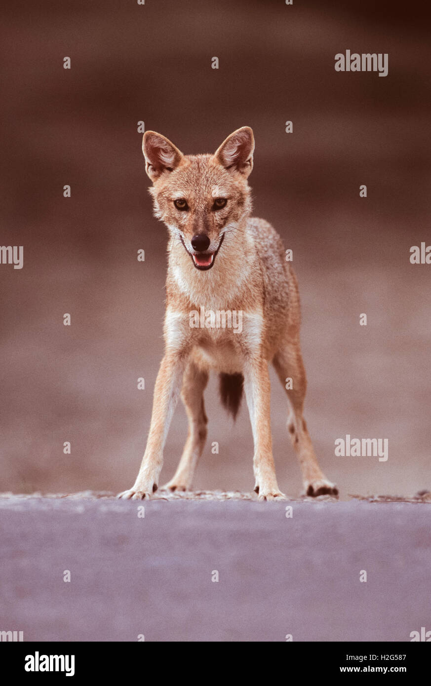 Indian Jackal, (Canis aureus indicus), standing on road in the Keoladeo Ghana National Park, Bharatpur, India Stock Photo