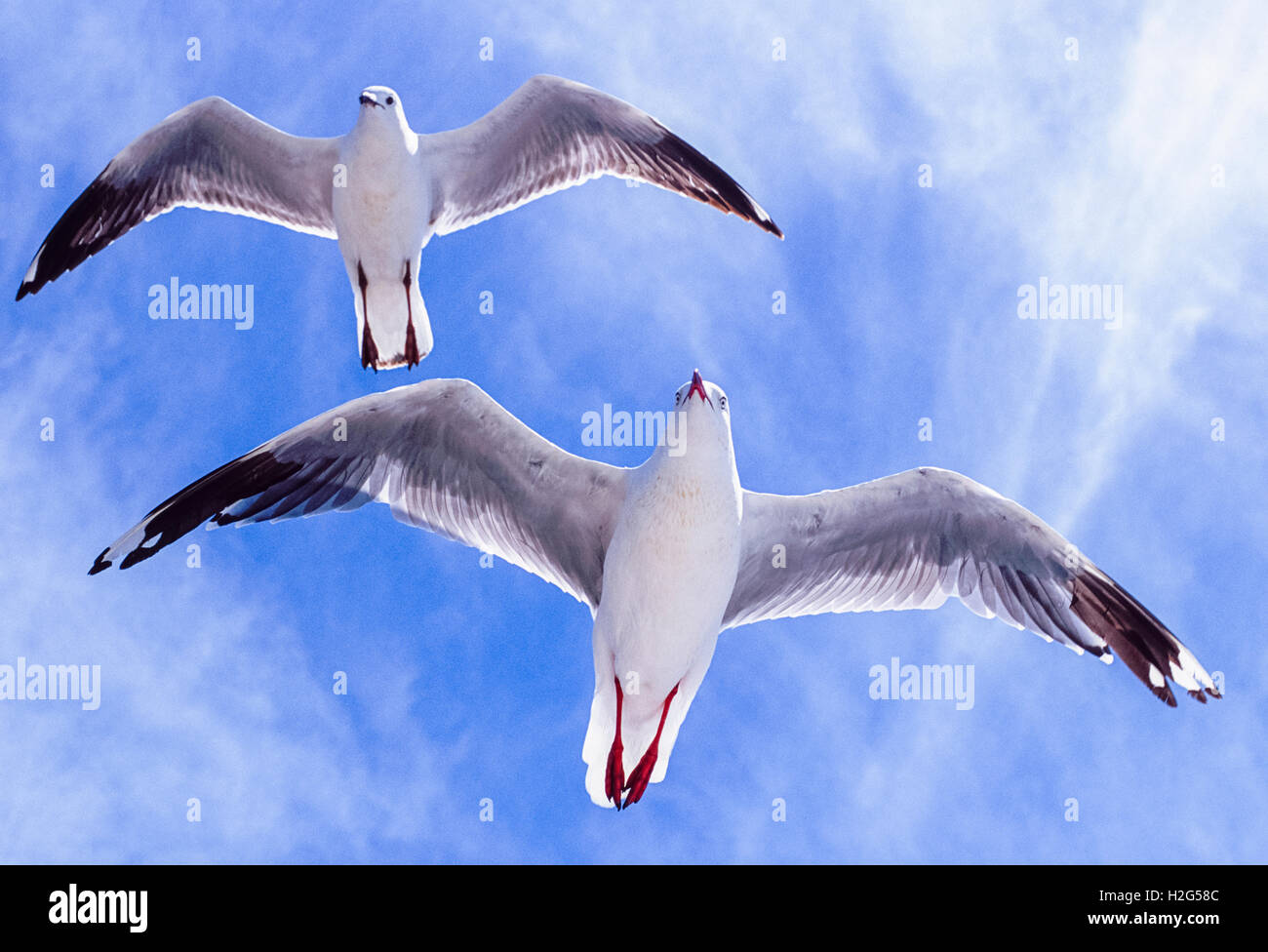 Silver Gull in flight, Larus novaehollandiae, Byron Bay, New South Wales,Australia Stock Photo