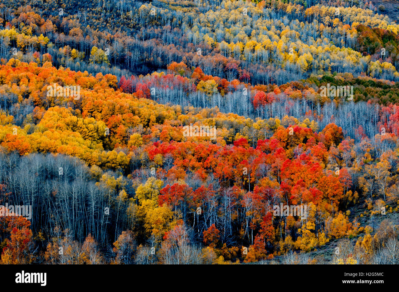 Autumn color in Little Blitzen Steens Mountain, Oregon Stock