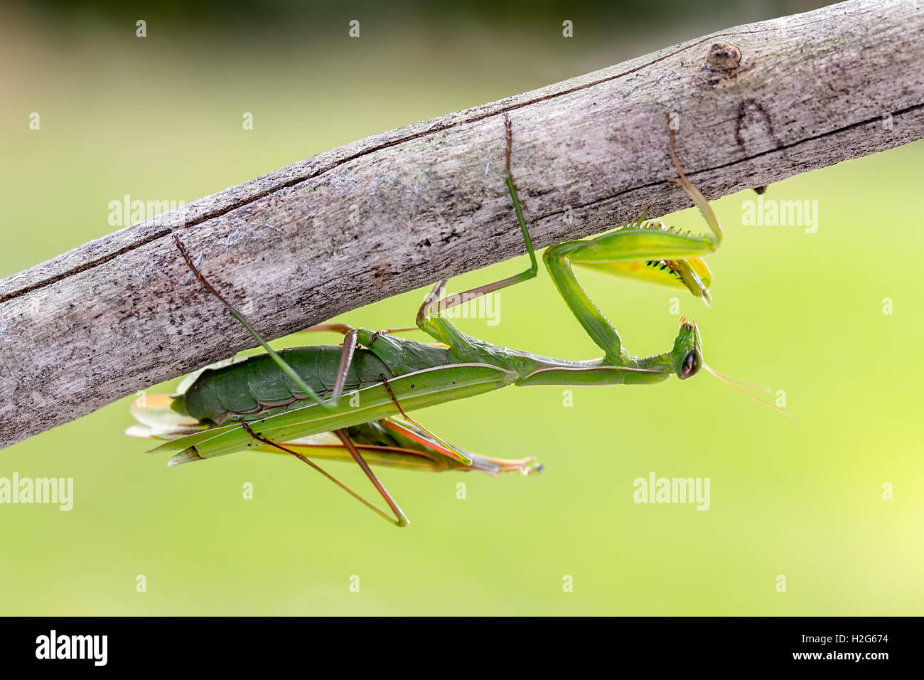 Praying mantis female and male Stock Photo Alamy