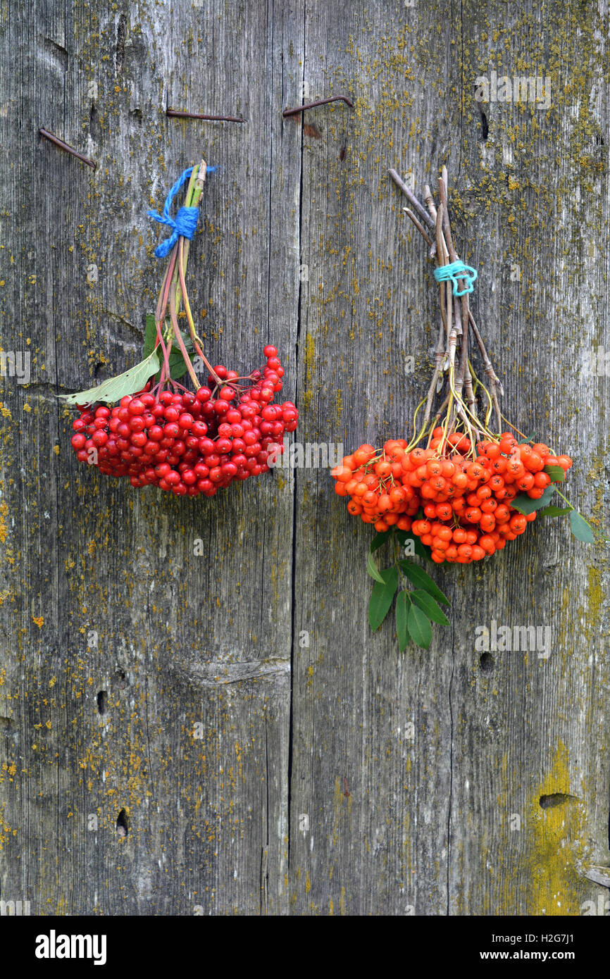 Bundles of viburnum and rowan berries on wooden rustic background Stock ...