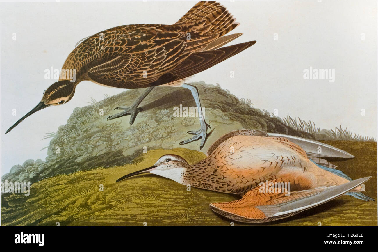 Eskimo Curlew Esquimaux curlew by John James Audubon for Birds of America Stock Photo