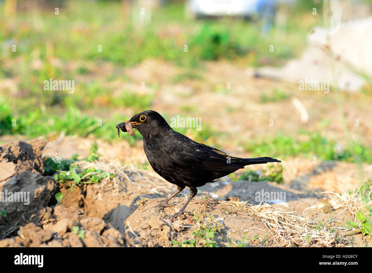 Blackbird Turdus merula collecting worms in garden  to feed young Norfolk Stock Photo
