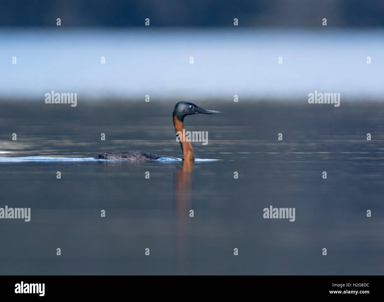 Great grebe (Podiceps major) Torres del Paine Patagonia Chile Stock Photo