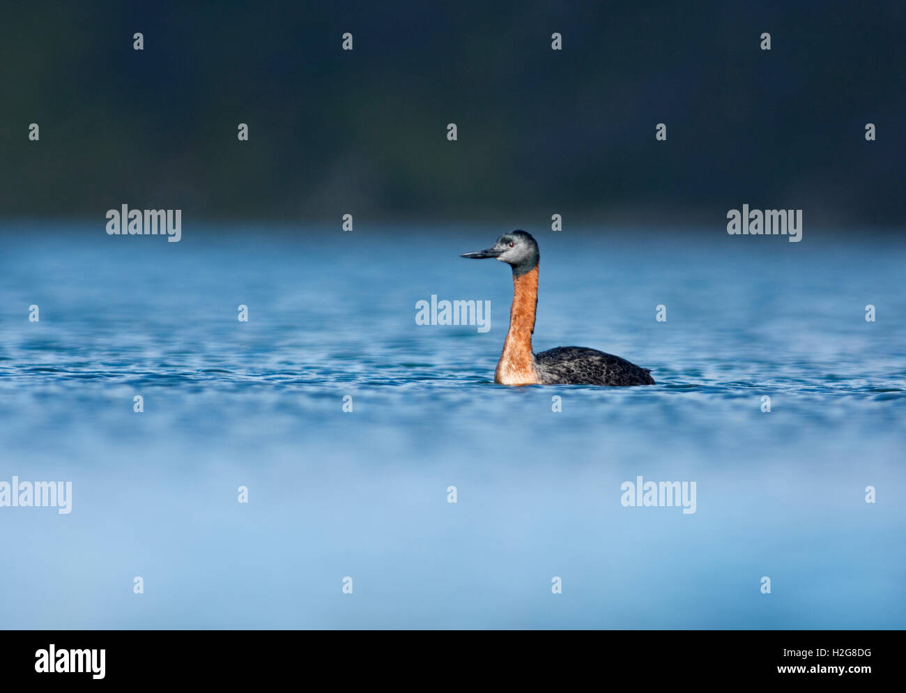 Great grebe (Podiceps major) Torres del Paine Patagonia Chile Stock Photo