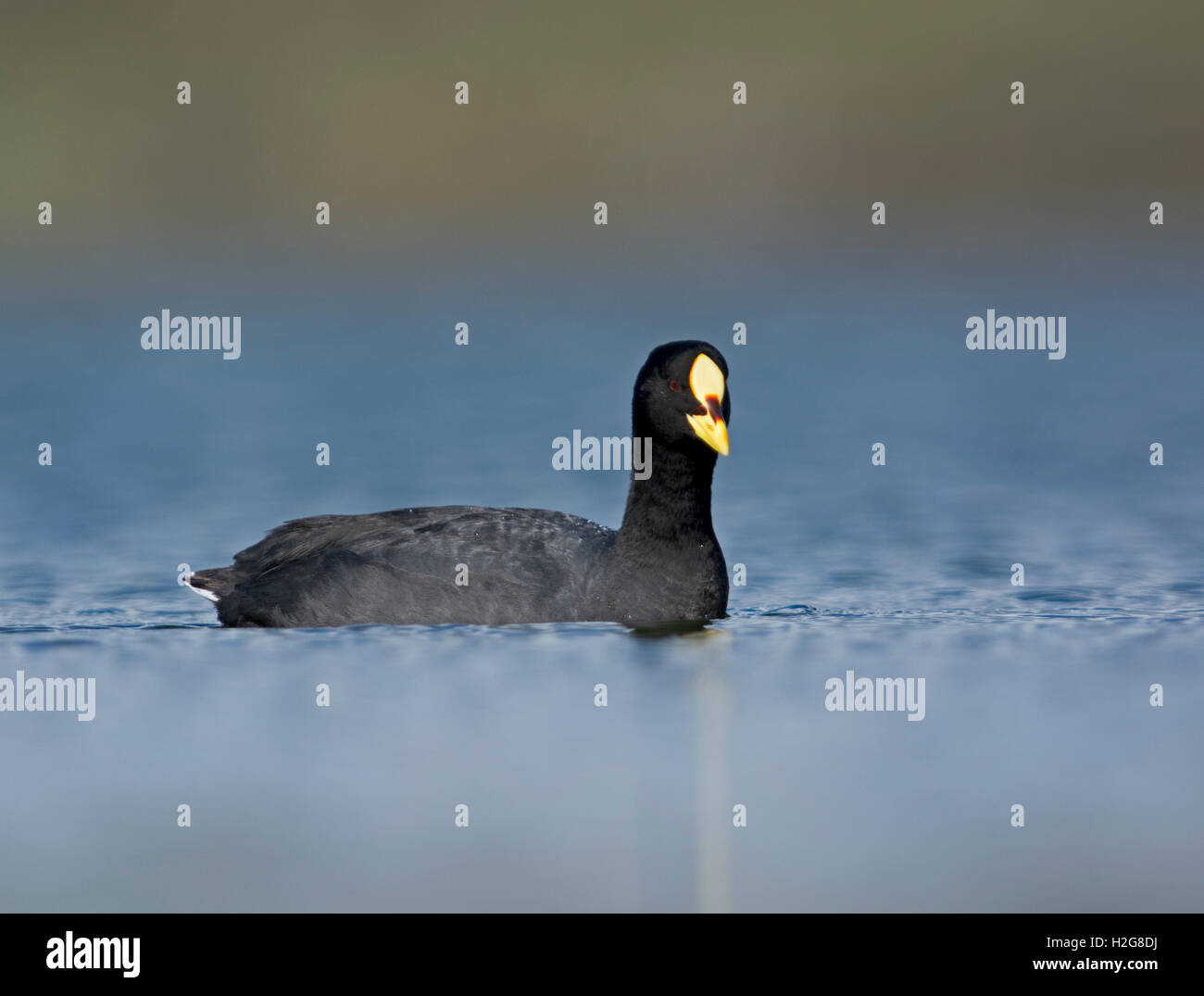 Red-gartered Coot - Fulica armillata Torres del Paine NP Patagonia Chile Stock Photo