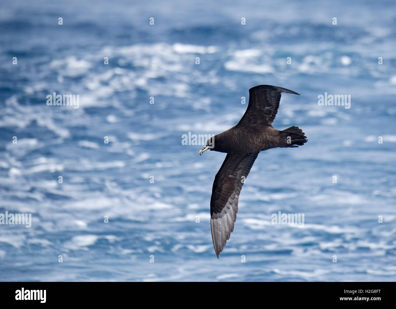 white-chinned petrel or Cape hen, Procellaria aequinoctialis  Southern Ocean off Falklands Stock Photo