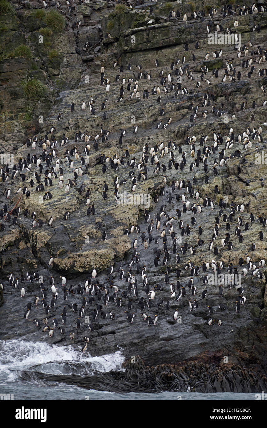 Macaroni Penguin colony Eudyptes chrysolophus on Bird Island, South Georgia Stock Photo