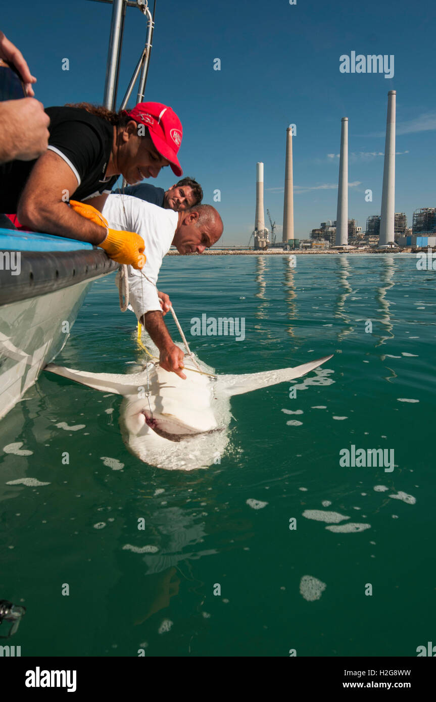 Researchers are tagging a sandbar shark (Carcharhinus plumbeus) in the Mediterranean sea. In recent years this shark has become Stock Photo