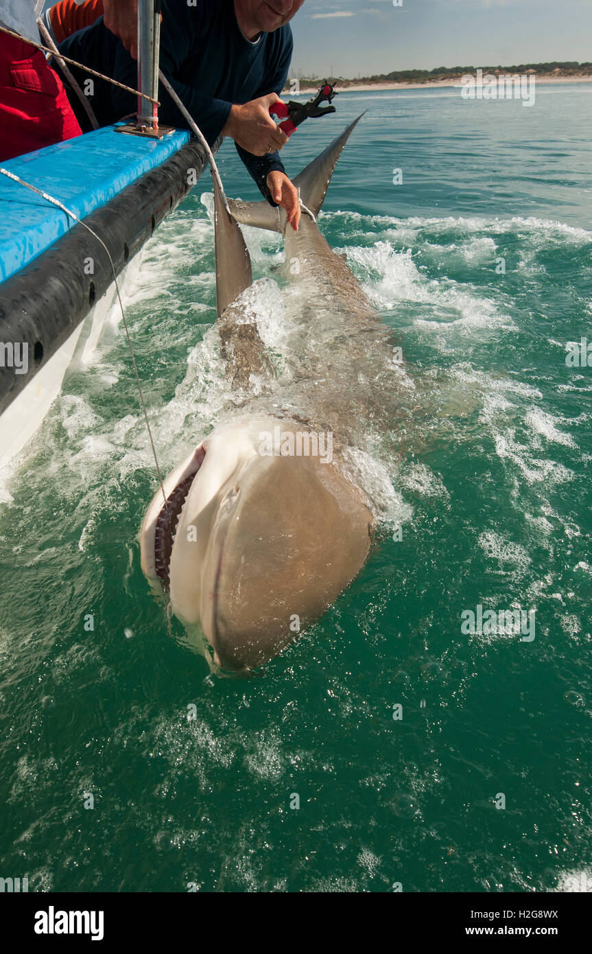 Researchers are tagging a sandbar shark (Carcharhinus plumbeus) in the Mediterranean sea. In recent years this shark has become Stock Photo