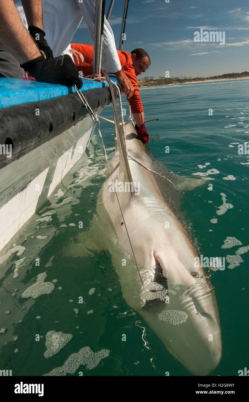 Researchers are tagging a sandbar shark (Carcharhinus plumbeus) in the Mediterranean sea. In recent years this shark has become Stock Photo