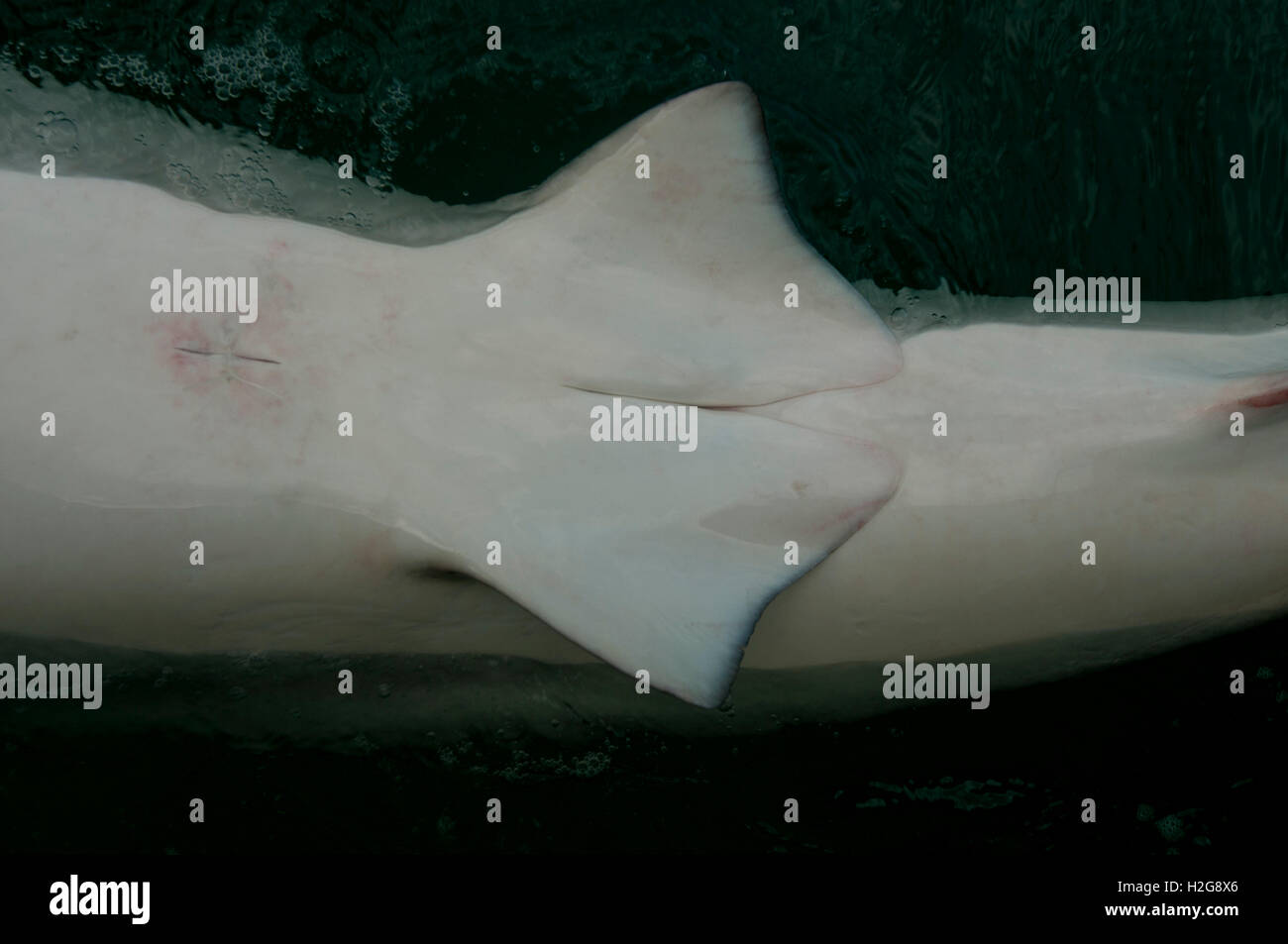 Researchers are tagging a sandbar shark (Carcharhinus plumbeus) in the Mediterranean sea. In recent years this shark has become Stock Photo