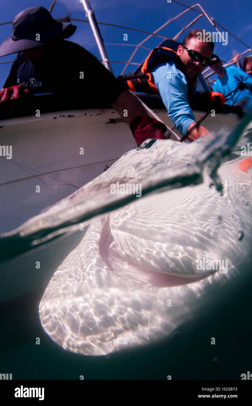 Researchers are tagging a sandbar shark (Carcharhinus plumbeus) in the Mediterranean sea. In recent years this shark has become Stock Photo