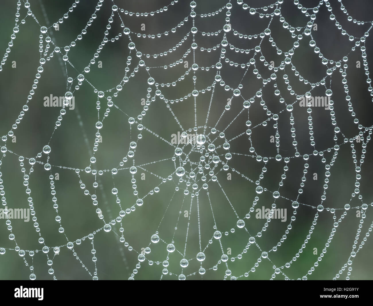 Spider web with morning dew droplets Stock Photo