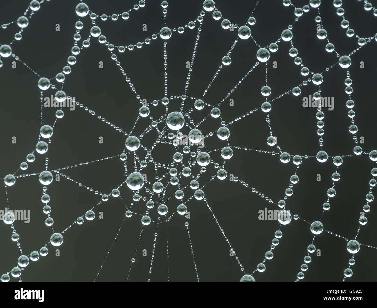 Spider web with morning dew droplets Stock Photo