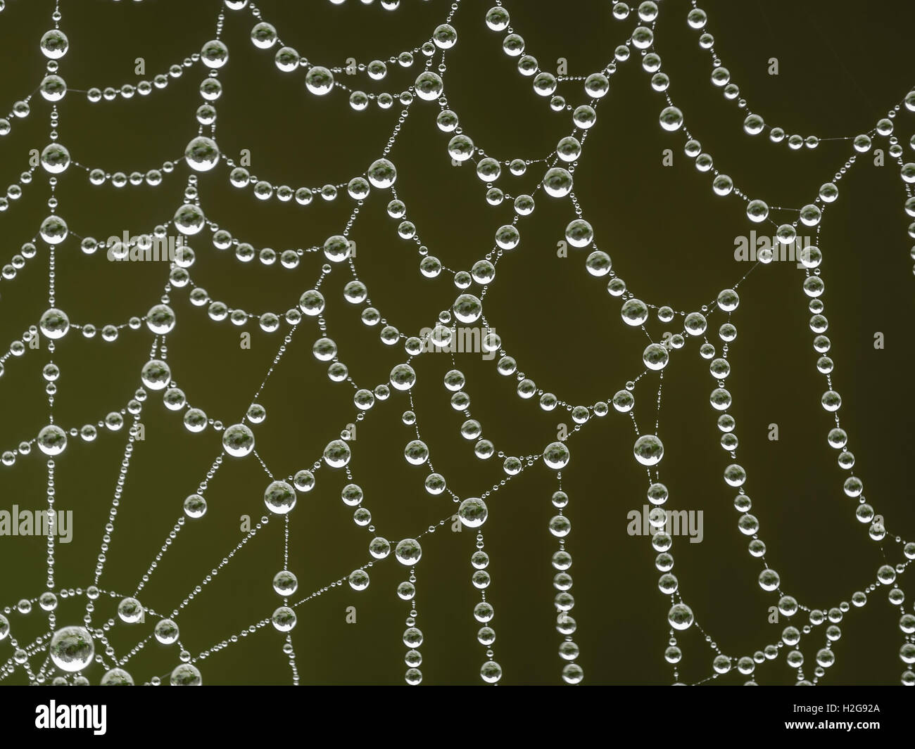 Spider web with morning dew droplets Stock Photo