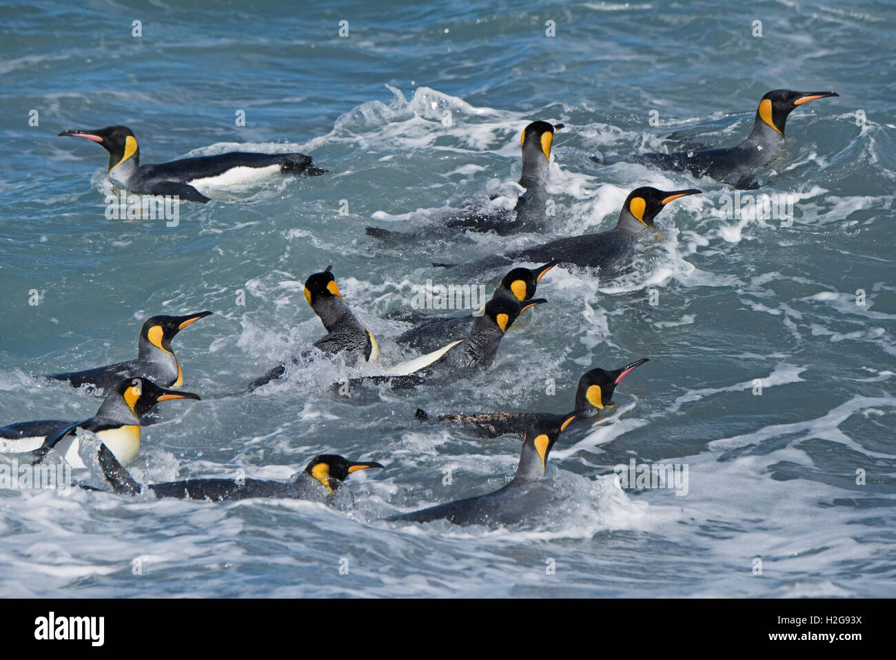 King Penguins Aptenodytes patagonicus bathing in surf off St Andrews Bay South Georgia Stock Photo