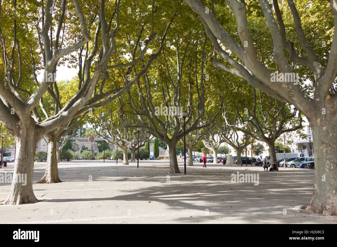 Plane Trees In The Village Square Maussane Les Alpilles France Stock plane-trees-in-the-village-square-maussane-les-alpilles-france-stock
