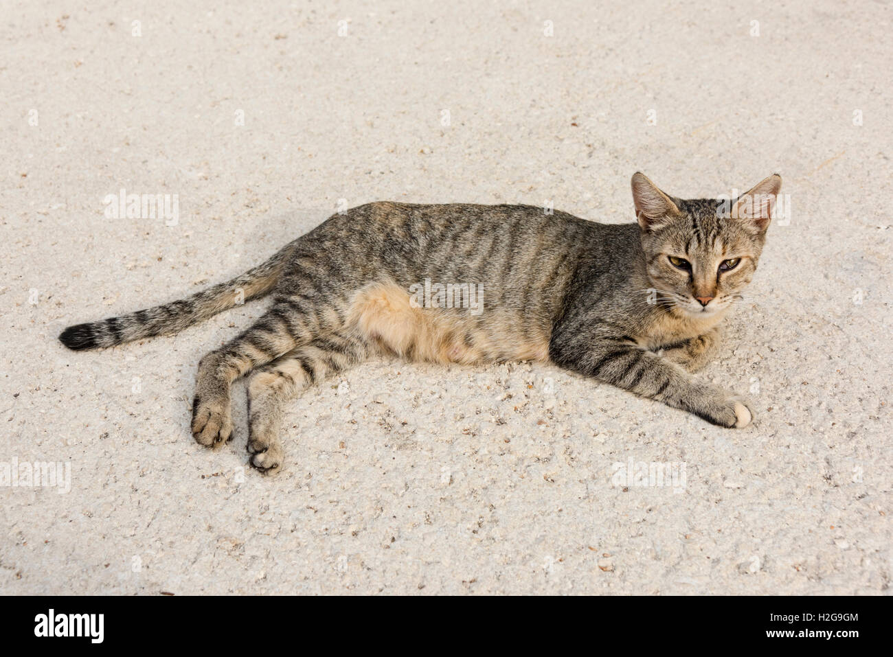 A wild cat laying on the street looking at the camera Stock Photo