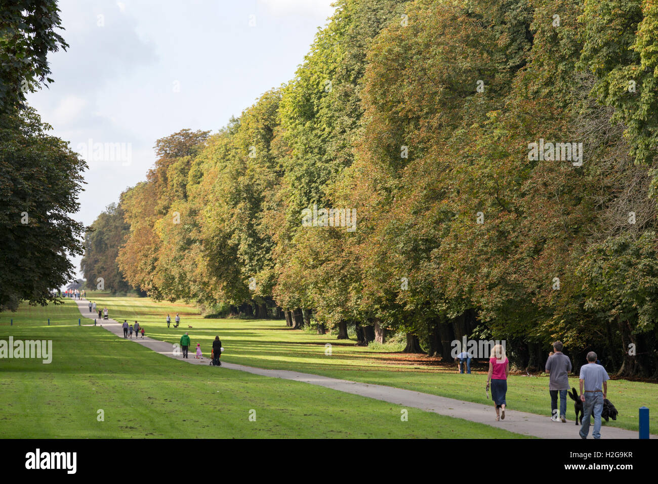 A late summer walk in Cirencester Park, Cirencester, Gloucestershire, England, UK Stock Photo