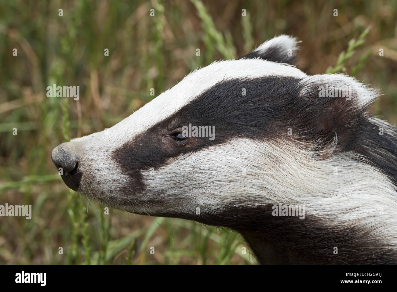 Eurasian Badger Meles meles Kent July Stock Photo