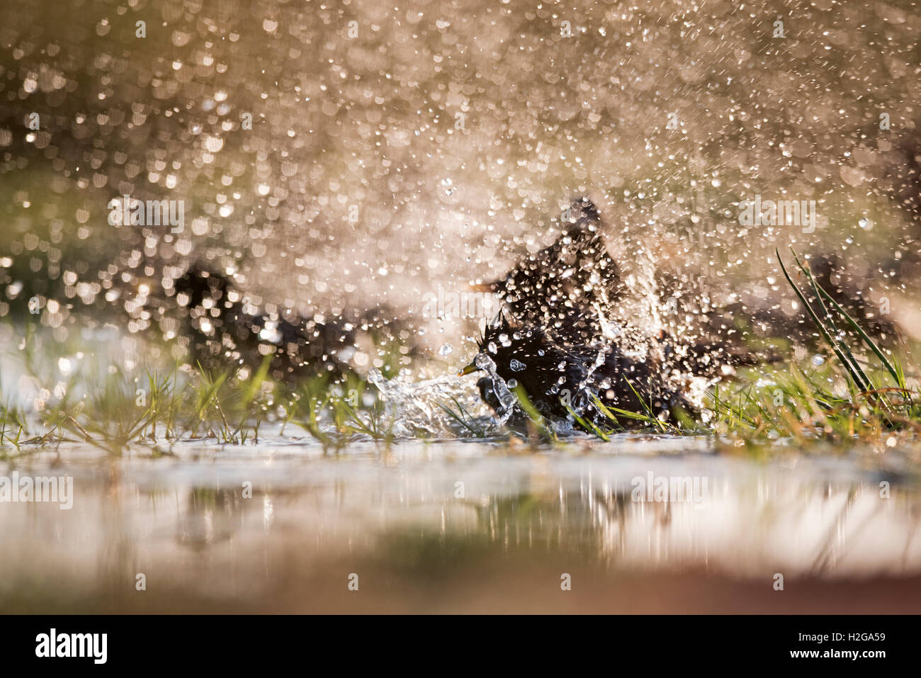 Spotless Starlings Sturnus unicolor bathing in pool on hot summers day Belchite Spain Stock Photo