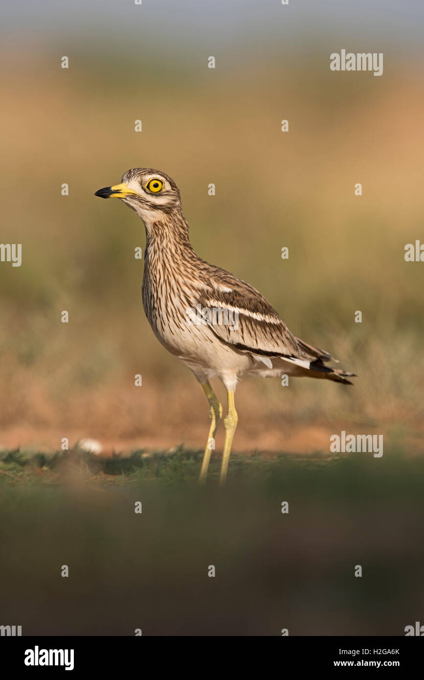 Burhinus Oedicnemus Stone Curlew Wader Bird Spain Hi-res Stock 