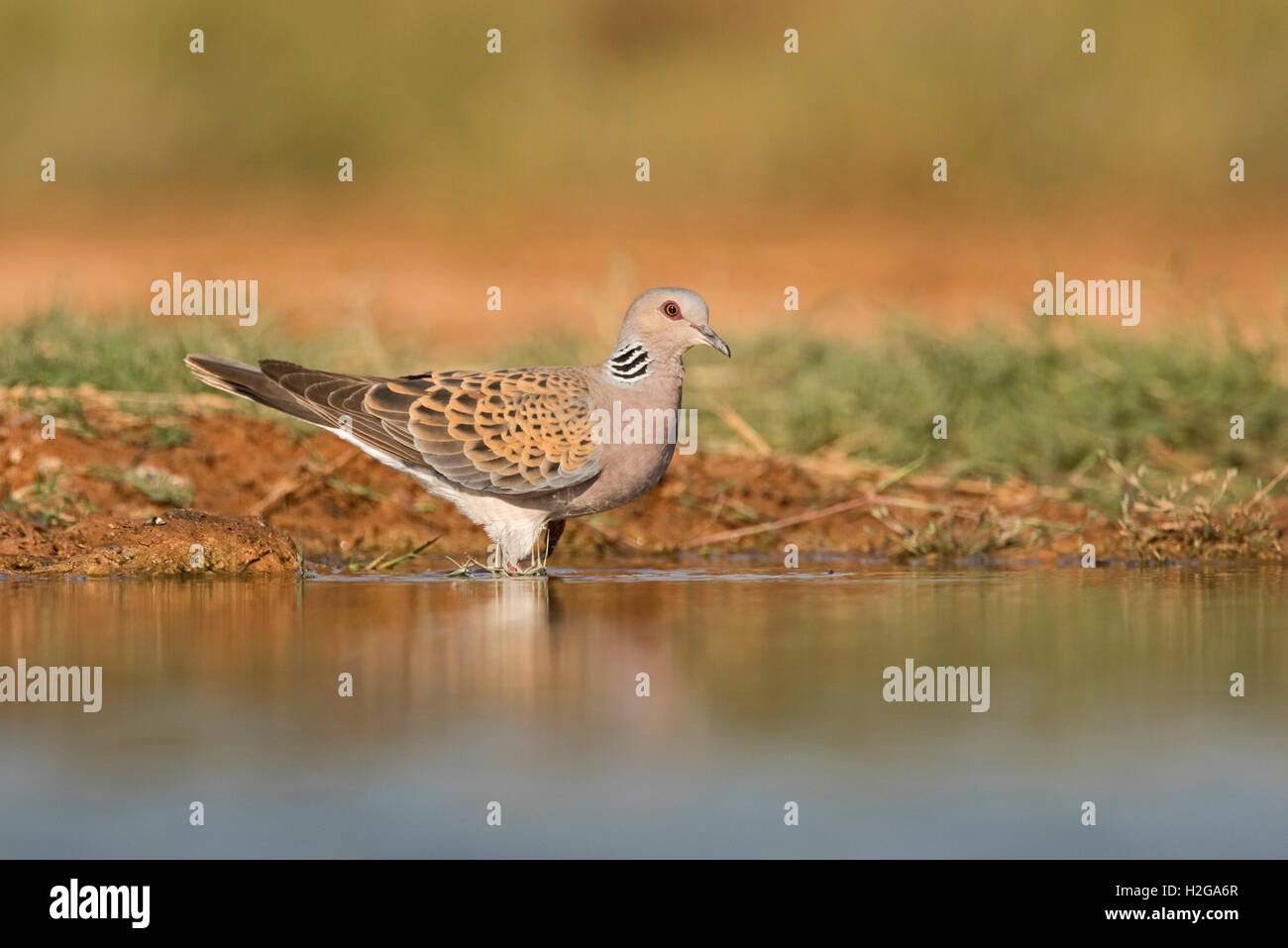 Turtle Dove Streptopelia turtur drinking at pool Belchite Spain Stock Photo