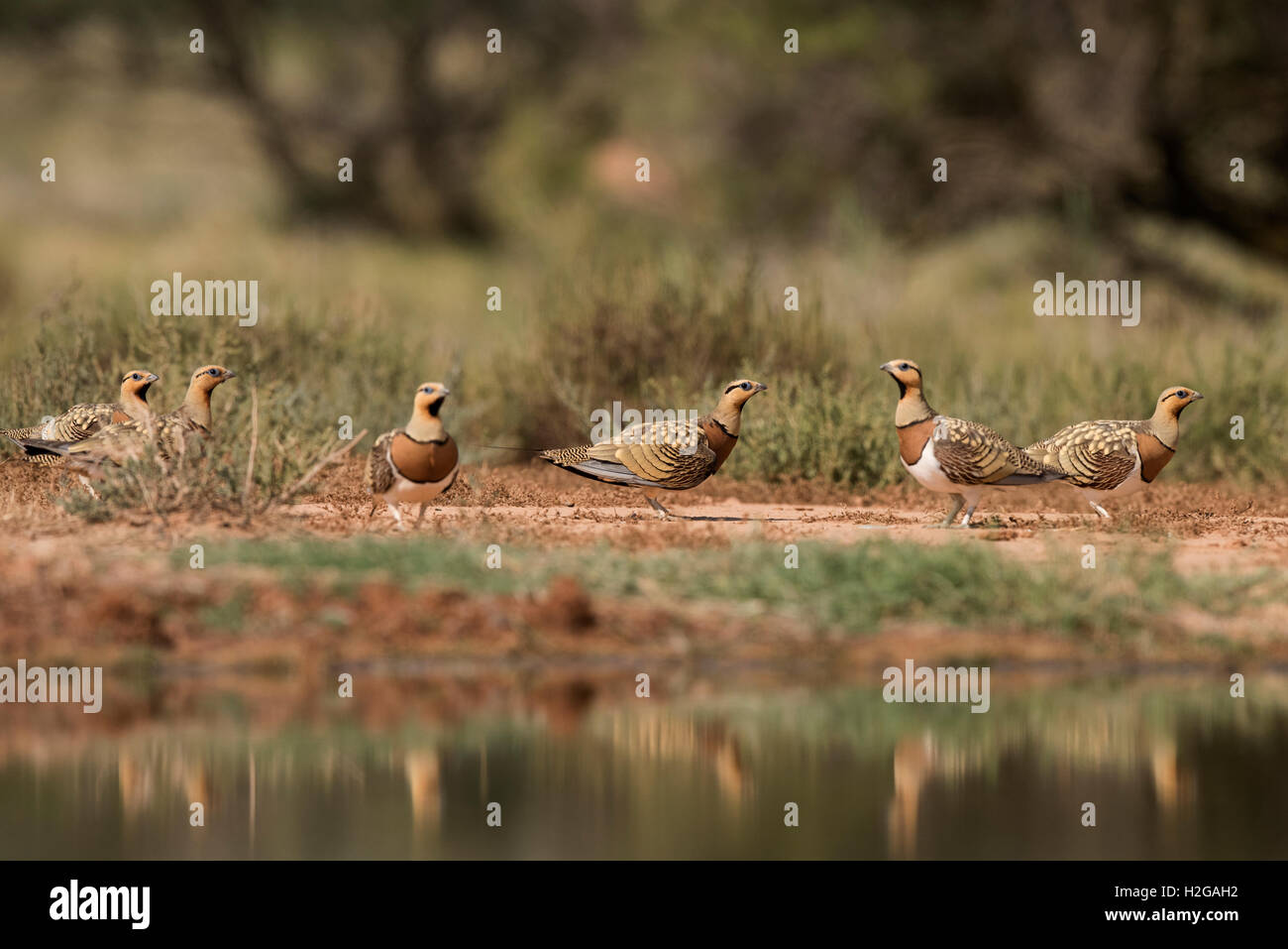 Pin-tailed Sandgrouse Pterocles alchata on Spanish steppes Belchite, Aragon, Spain, July Stock Photo