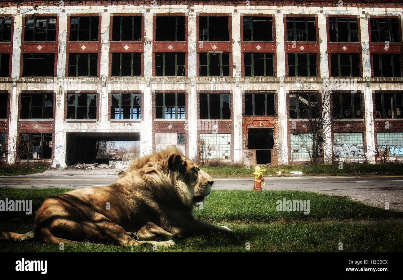 African Lion in Detroit Stock Photo