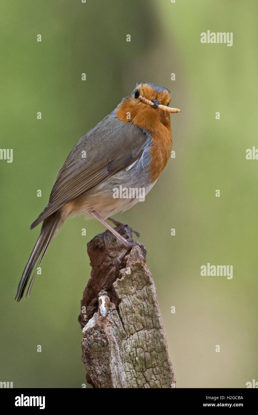 Eobin Erithacus rubecula with mealworm in garden Norfolk Stock Photo