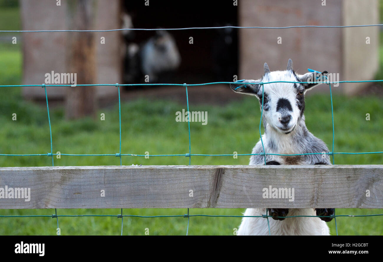 Pygmy goat standing up on fencing at Easton Farm Park Stock Photo Alamy