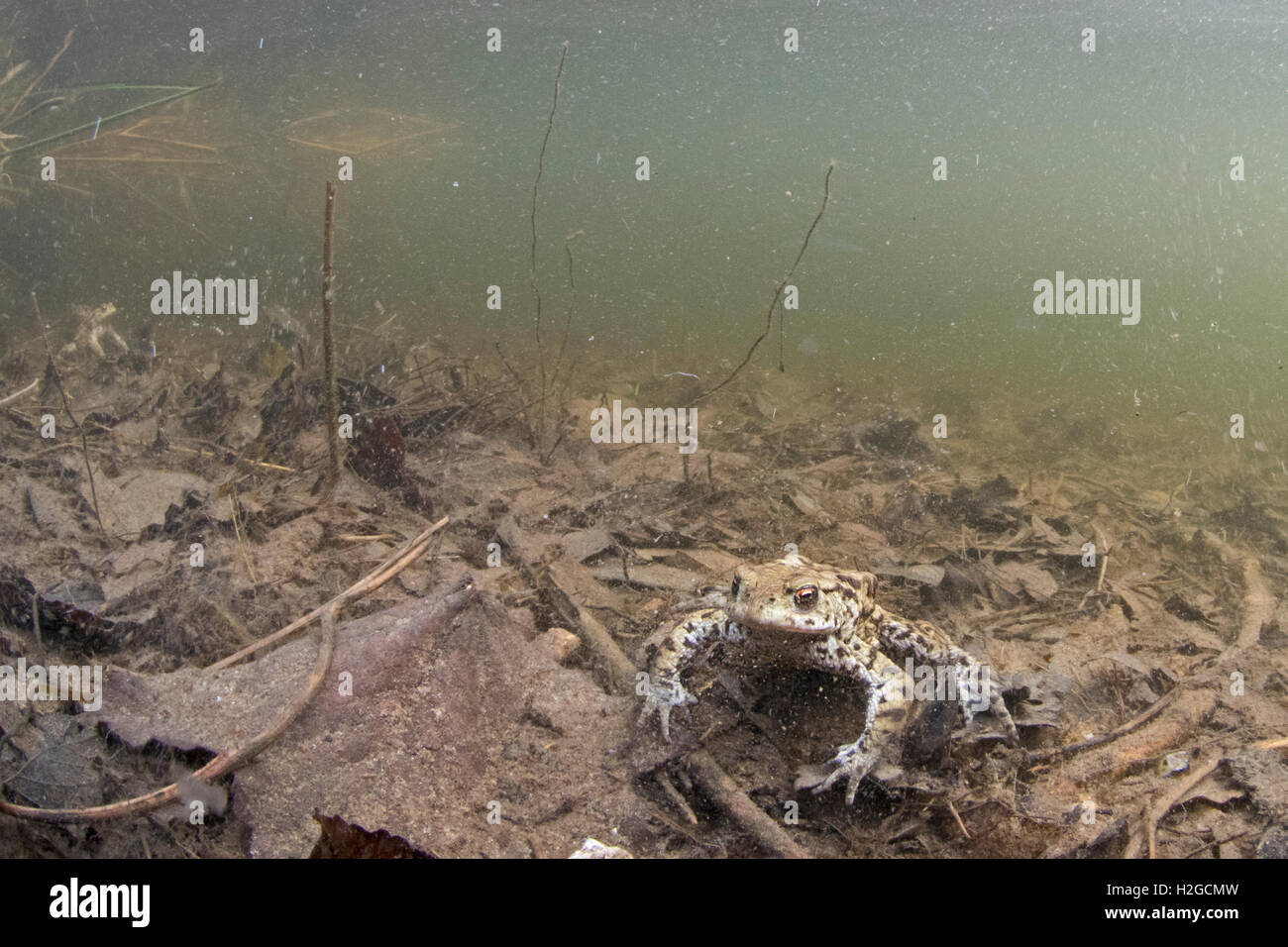 Common Toad, Bufo bufo at bottom of pond North Norfolk March Stock Photo