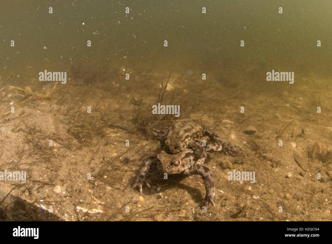 Common Toad, Bufo bufo pair in amplexus (mating) at bottom of pond North Norfolk March Stock Photo