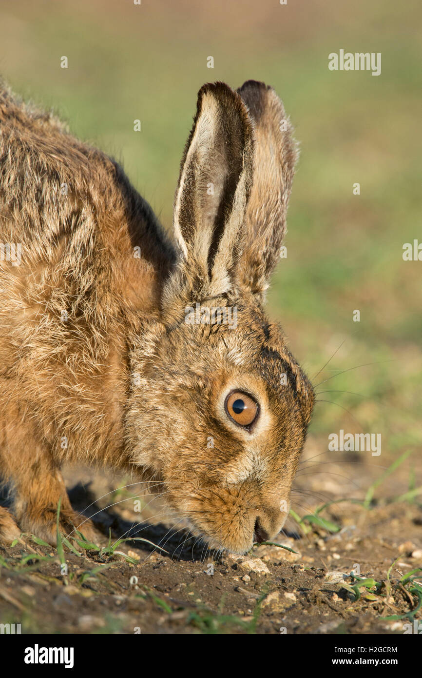 Brown Hare, Lepus europaeus grazing. North Norfolk March Stock Photo