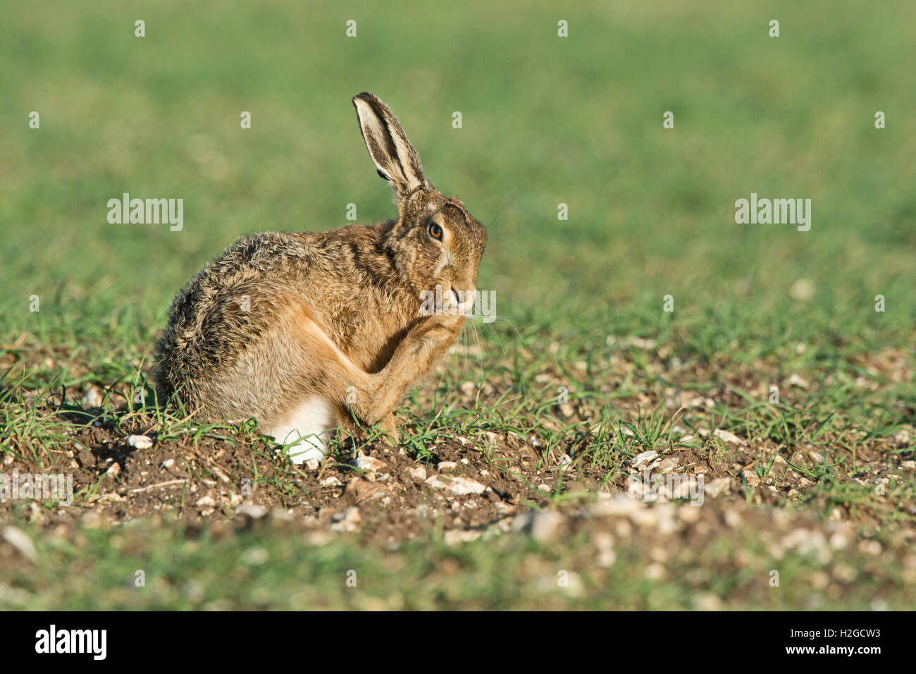 Brown Hare, Lepus europaeus washing. North Norfolk March Stock Photo