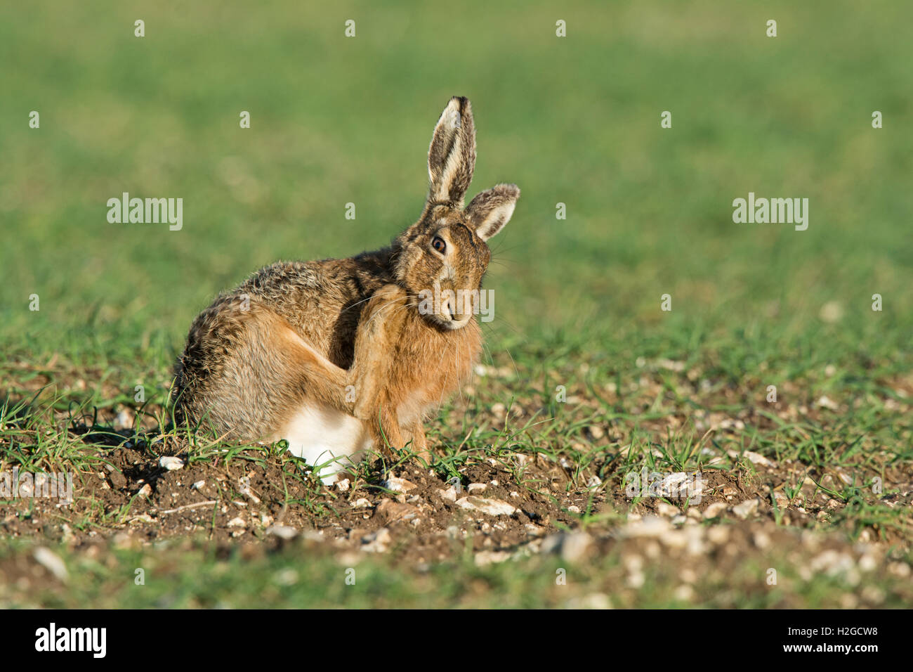 Brown Hare, Lepus europaeus washing. North Norfolk March Stock Photo