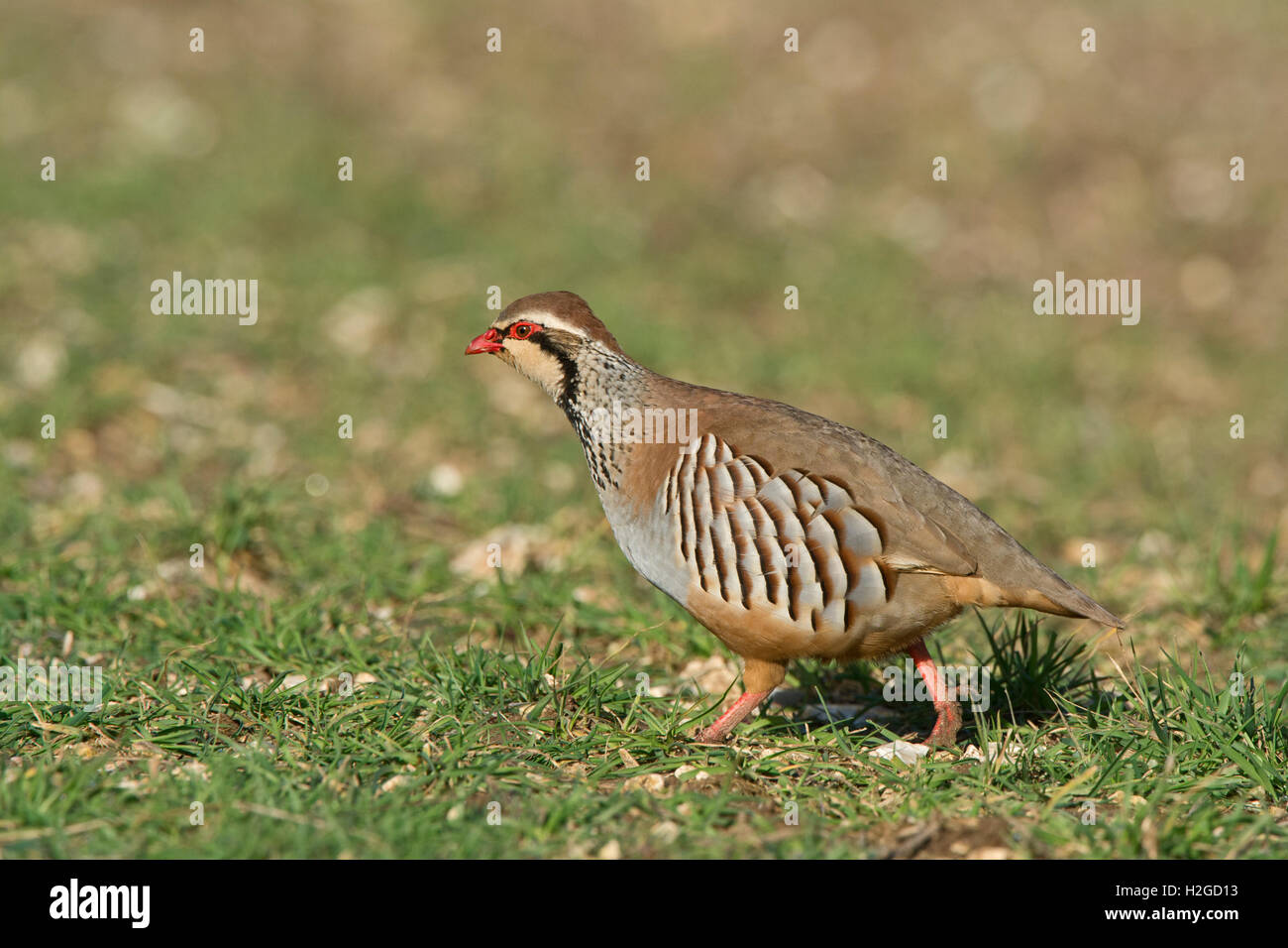 Male partridge hi-res stock photography and images - Alamy