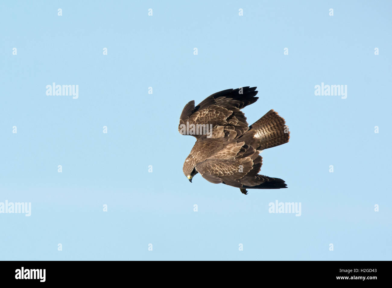 Bird of prey bird stooping stoop norfolk flight fly flying hires stock