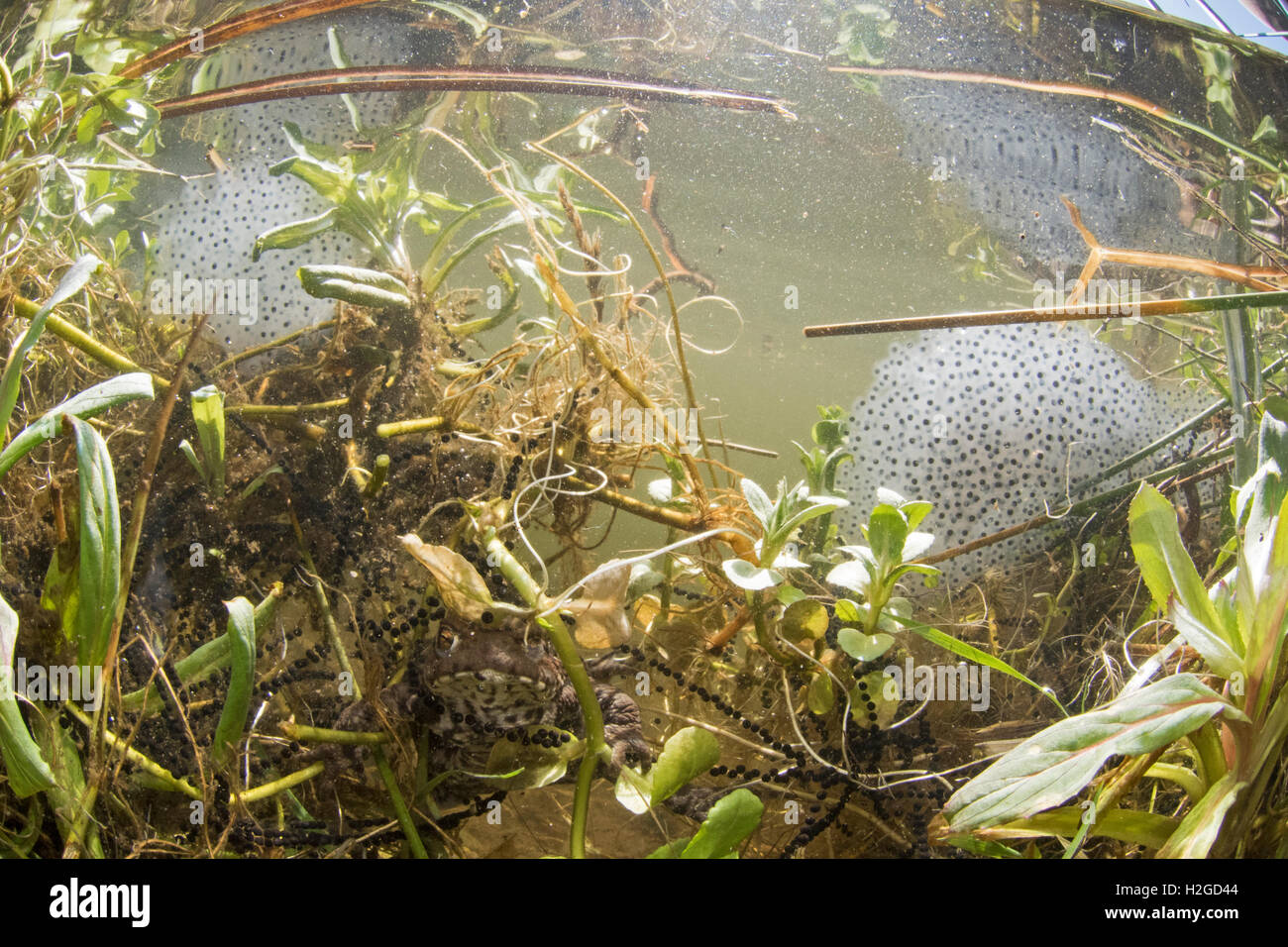 Toad spawn hi-res stock photography and images - Alamy