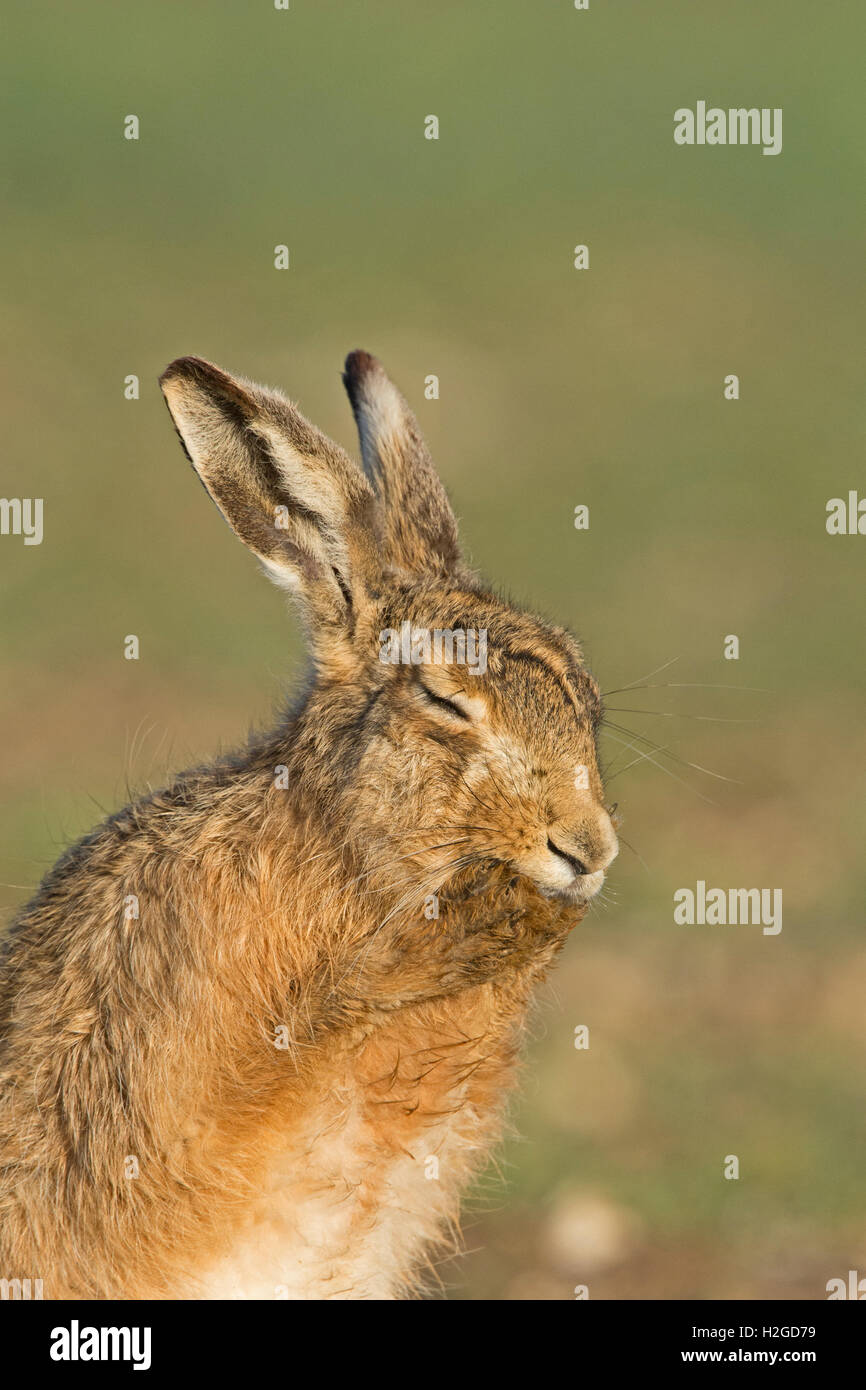 Brown Hare, Lepus europaeus, washing, North Norfolk March Stock Photo