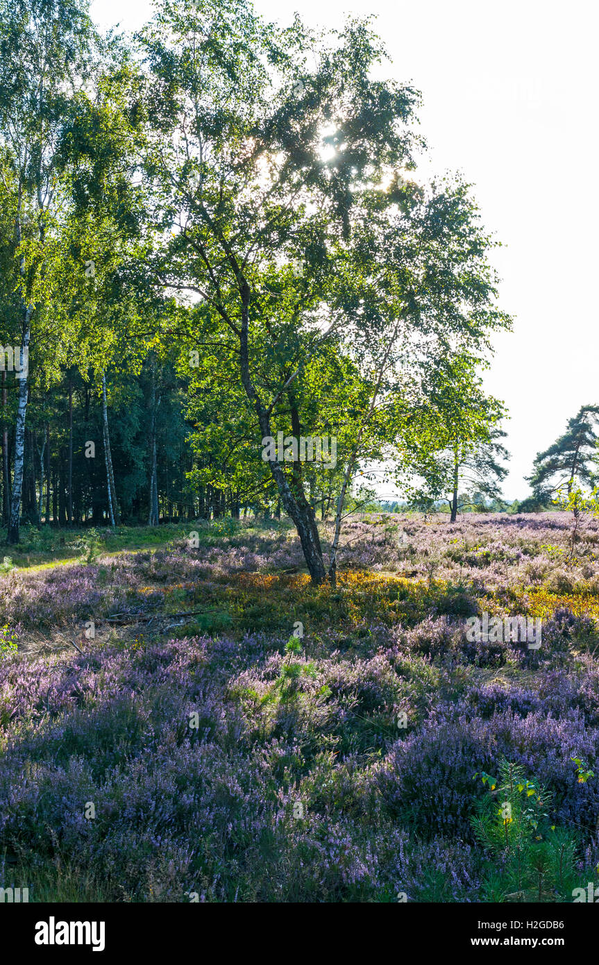 Natureparc hi-res stock photography and images - Alamy