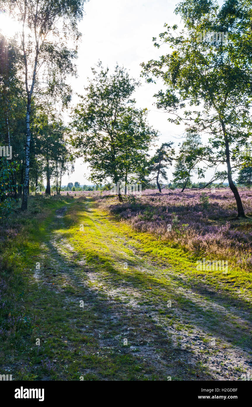 The Lüneburger Heide (Lueneburg Heath) Germany in August. Stock Photo