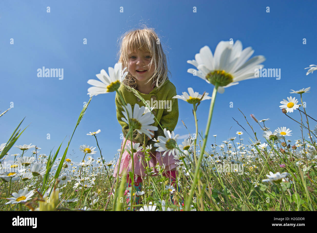 Young girl in field of Ox-eye Daisies Norfolk summer - Model Released Stock Photo