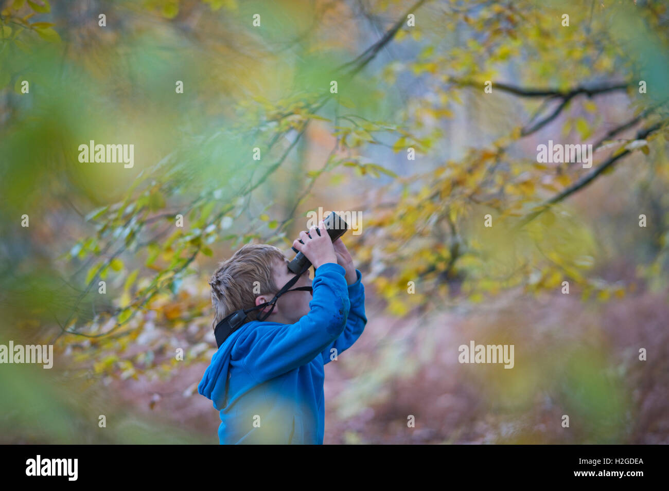 Young boy birdwatching in woodland in autumn Norfolk Stock Photo