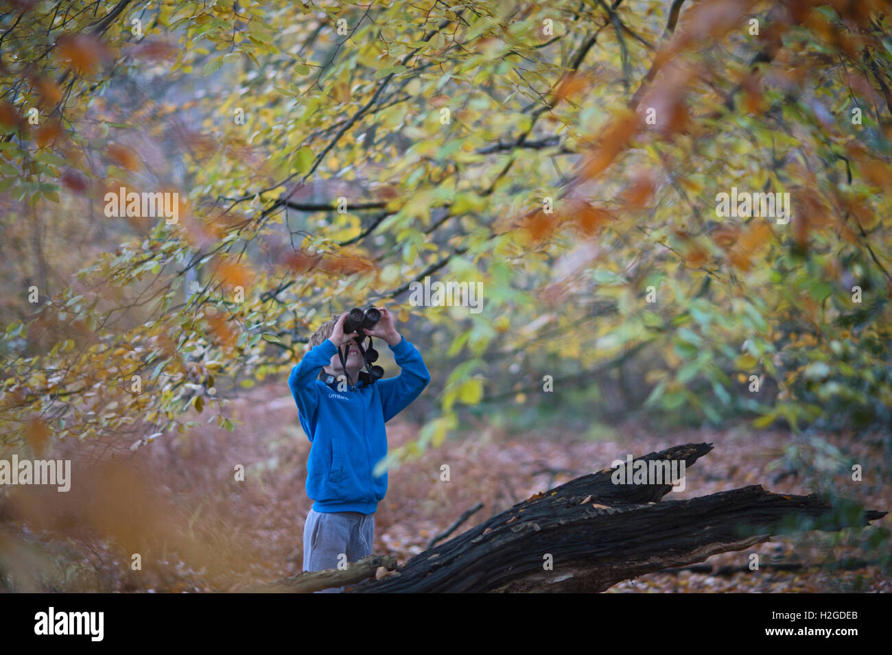 Young boy birdwatching in woodland in autumn Norfolk Stock Photo