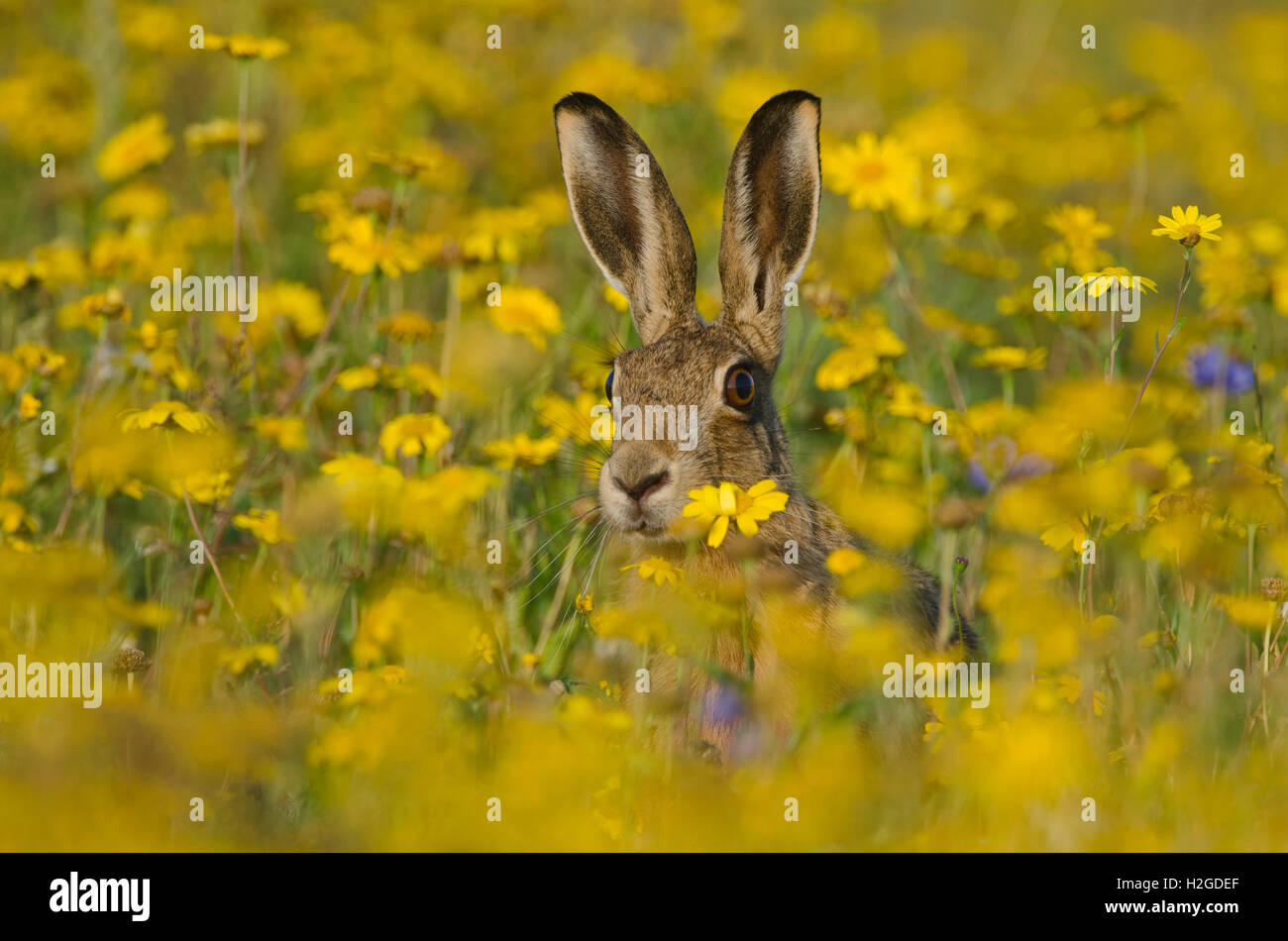 Brown Hare Lepus europaeus alert in flower meadow Norfolk summer Stock Photo
