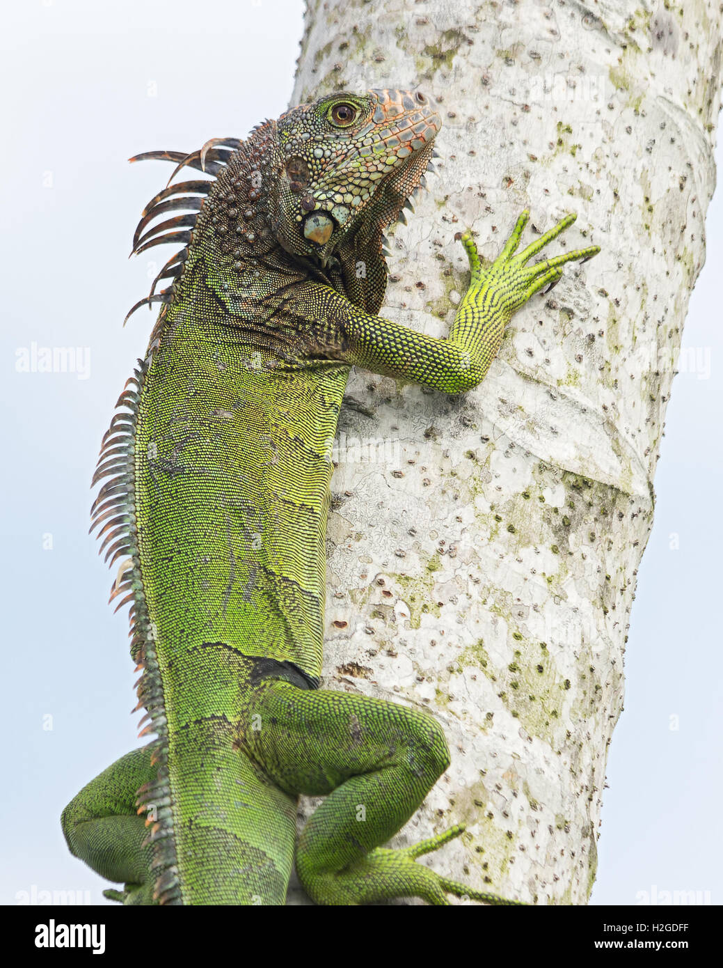 Image of a green iguana (Iguana iguana) climbing a tree. Photo taken in Chiriqui, Panama. Stock Photo