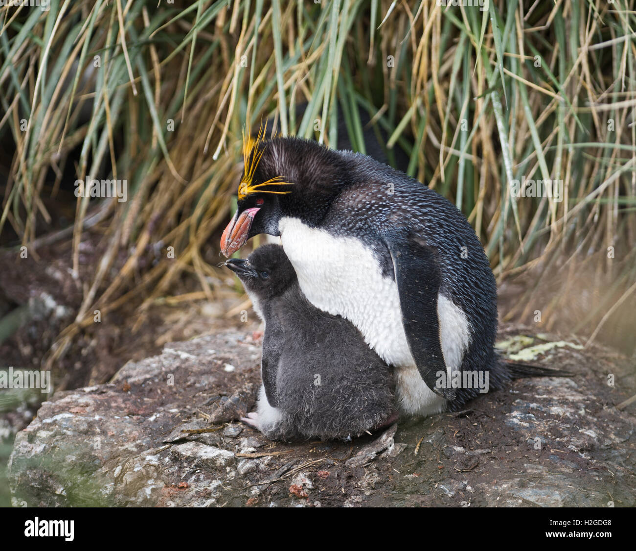 Baby macaroni penguin hi-res stock photography and images - Alamy, image size:1300x1125